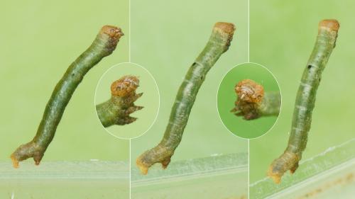 Ascotis selenaria